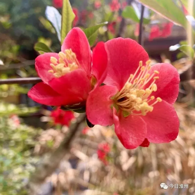 关不住啦！淮口周边第一批春花已上线！赏花路线安排好～