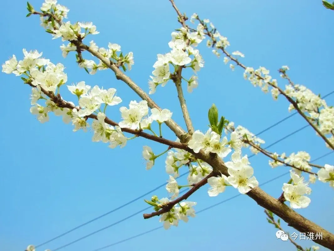 关不住啦！淮口周边第一批春花已上线！赏花路线安排好～