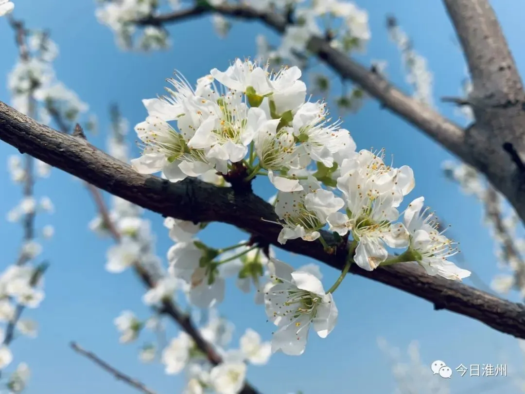 关不住啦！淮口周边第一批春花已上线！赏花路线安排好～