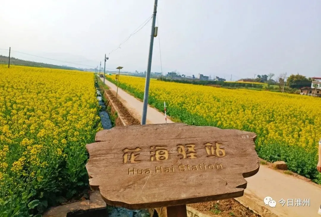 关不住啦！淮口周边第一批春花已上线！赏花路线安排好～