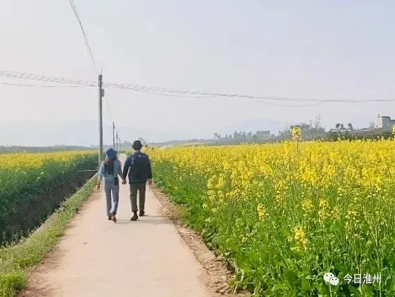 关不住啦！淮口周边第一批春花已上线！赏花路线安排好～