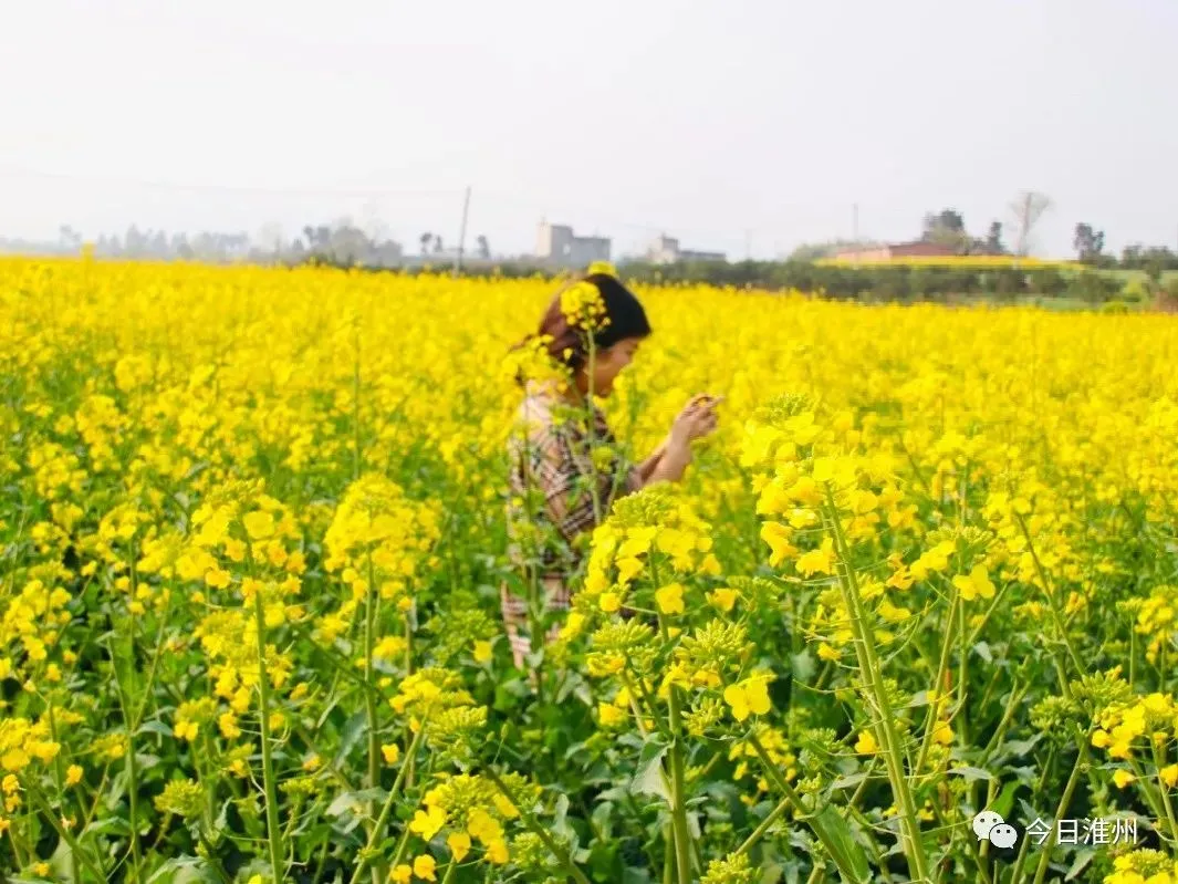 关不住啦！淮口周边第一批春花已上线！赏花路线安排好～