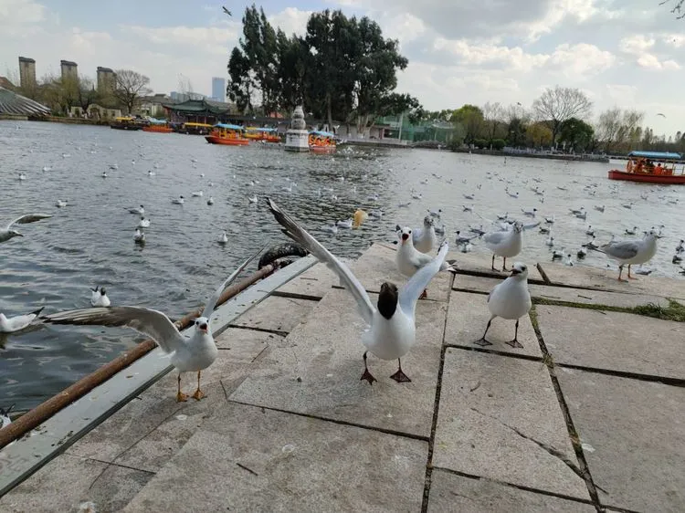 初春时节去昆明大观公园，赏花、看海、喂红嘴鸥，很爽