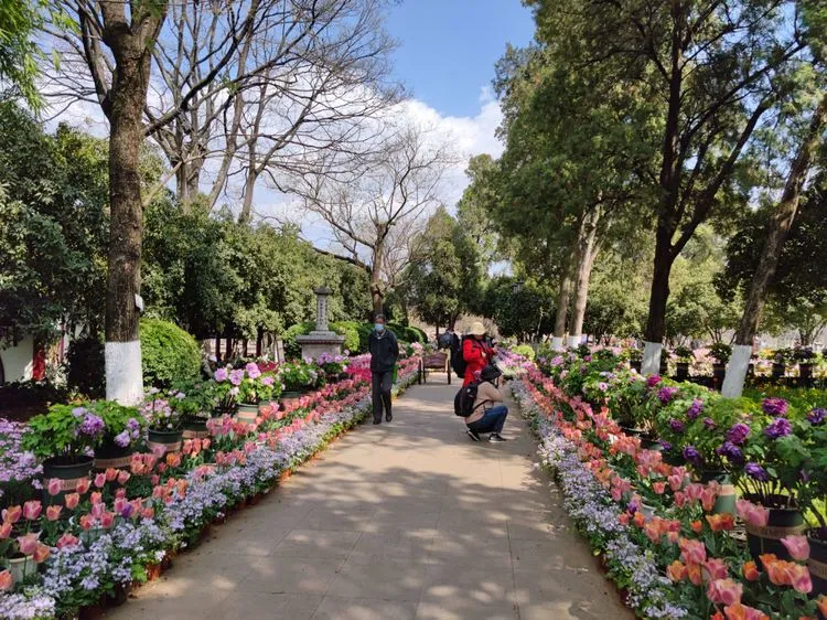 初春时节去昆明大观公园，赏花、看海、喂红嘴鸥，很爽