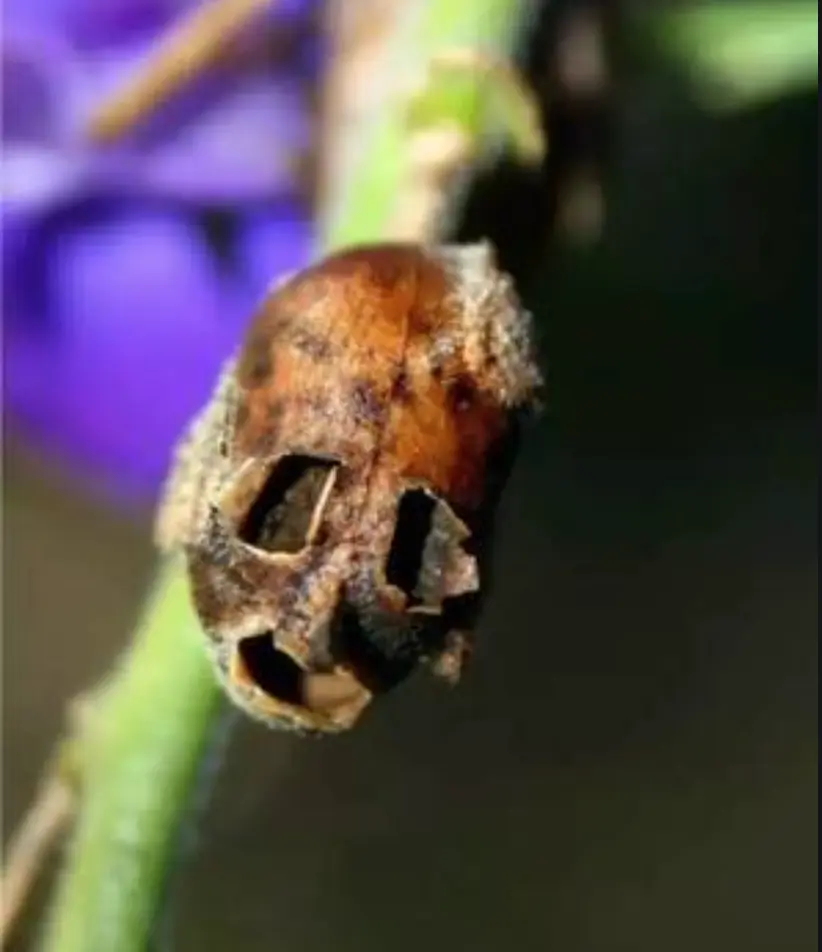 世界上最恐怖的花朵，凋零后挂满“骷髅头”，连花艺师都敬而远之