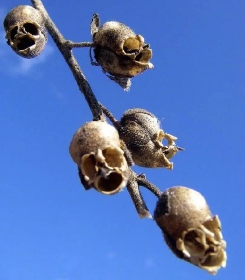 世界上最恐怖的花朵，凋零后挂满“骷髅头”，连花艺师都敬而远之