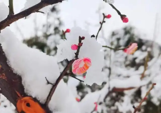 梅花开放！山东这7处惊艳岁月的赏梅胜地，选一个！气温回升就出发！