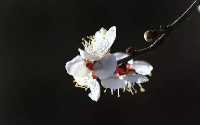 梅花开放！山东这7处惊艳岁月的赏梅胜地，选一个！气温回升就出发！