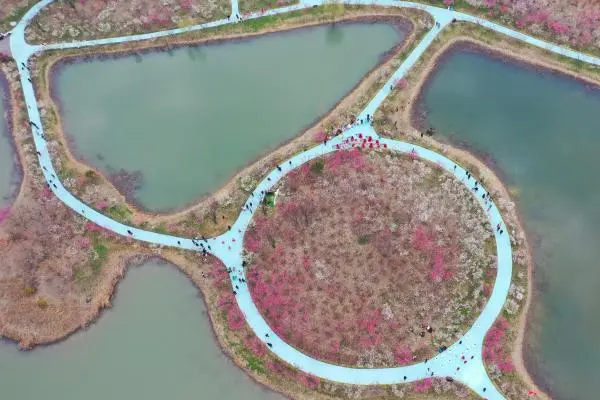 江苏泗洪：湿地梅园引客来