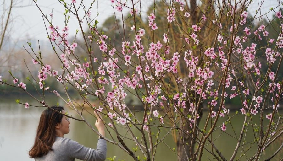 江西南昌：暖日花开