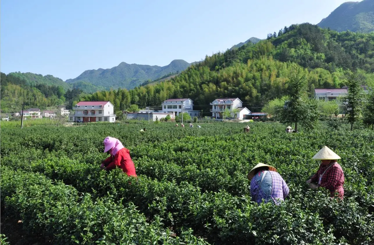 那些和花同名的茶叶，你知道多少？