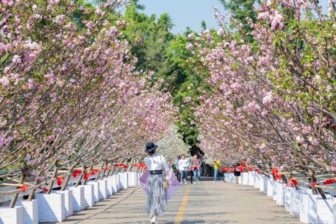 樱花季来了！深圳原来有那么多唯美赏樱地！别错过了！