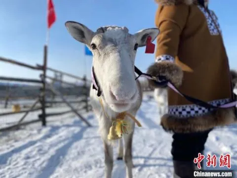 中国最后一支使鹿部落：解锁神秘活化石的“小康密码”