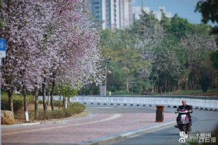 花海已在柳州东大门拉开序幕