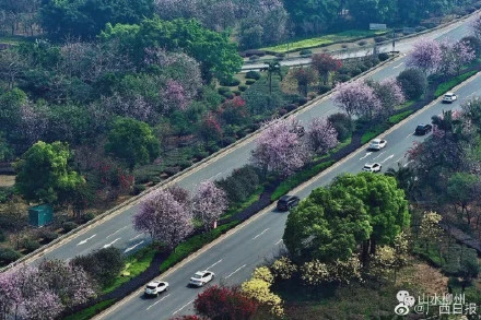 花海已在柳州东大门拉开序幕