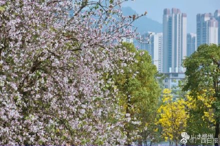 花海已在柳州东大门拉开序幕