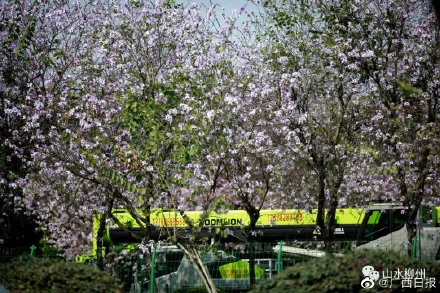 花海已在柳州东大门拉开序幕