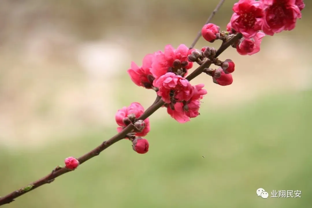 春意浓！翔安这个地方的桃花正盛，一大波美图来了……