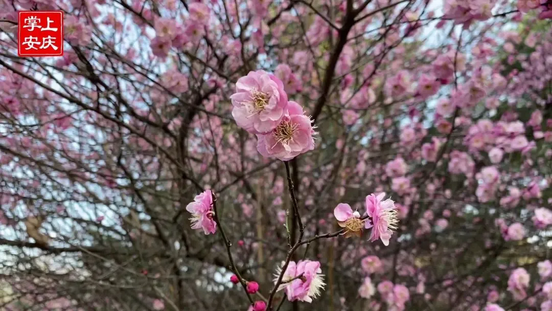 又是一年赏花季，这份安庆赏花攻略请收好！