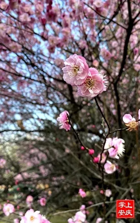 又是一年赏花季，这份安庆赏花攻略请收好！