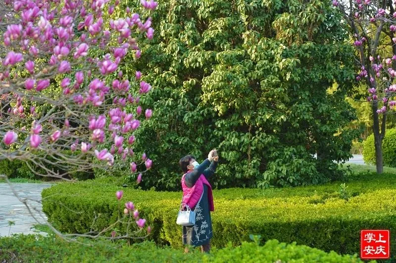 又是一年赏花季，这份安庆赏花攻略请收好！