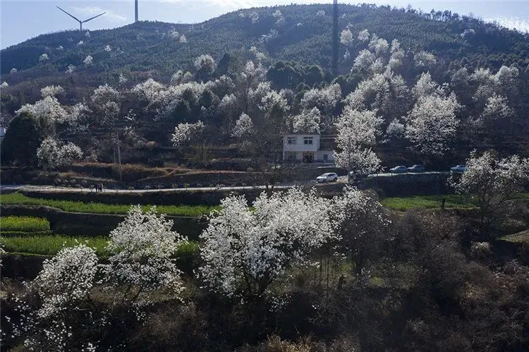 又是一年赏花季，这份安庆赏花攻略请收好！