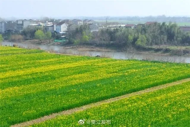 又是一年赏花季，这份安庆赏花攻略请收好！