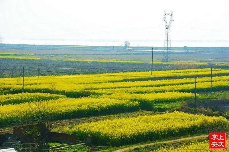 又是一年赏花季，这份安庆赏花攻略请收好！