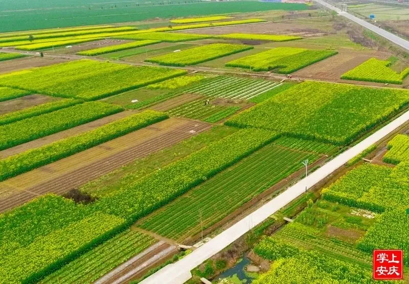 又是一年赏花季，这份安庆赏花攻略请收好！