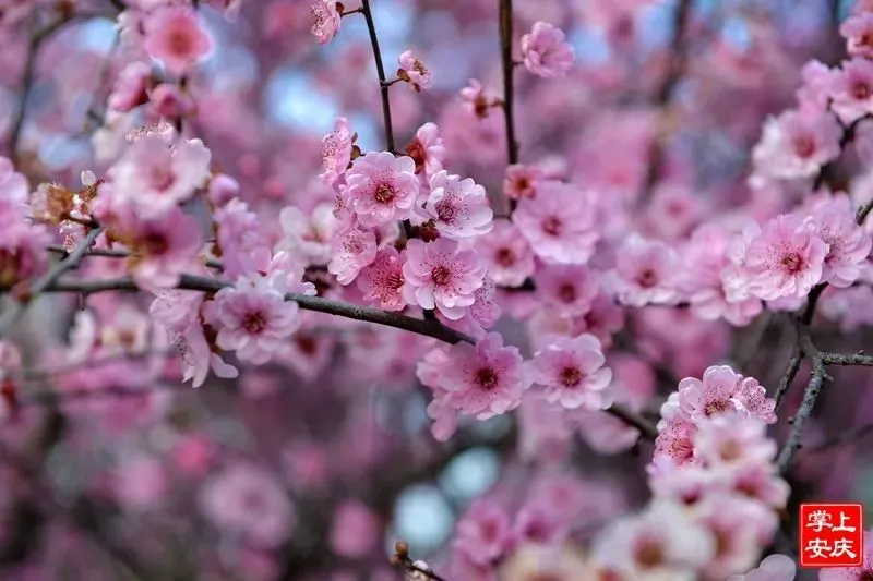 又是一年赏花季，这份安庆赏花攻略请收好！