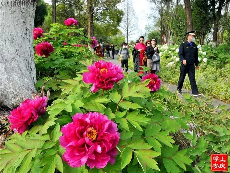 又是一年赏花季，这份安庆赏花攻略请收好！