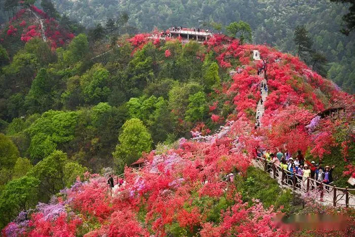 又是一年赏花季，这份安庆赏花攻略请收好！