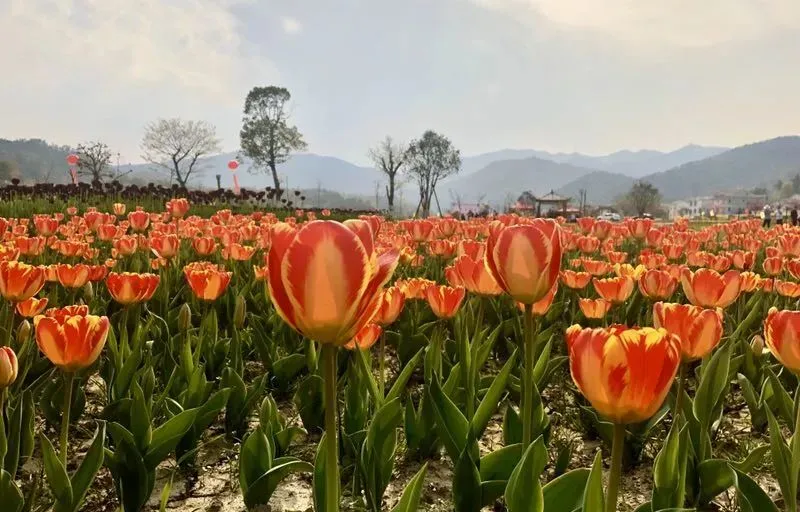 又是一年赏花季，这份安庆赏花攻略请收好！