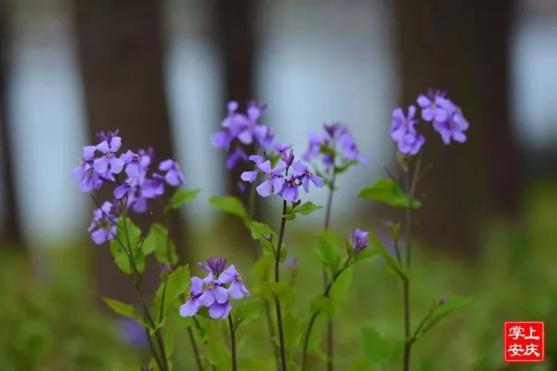 又是一年赏花季，这份安庆赏花攻略请收好！