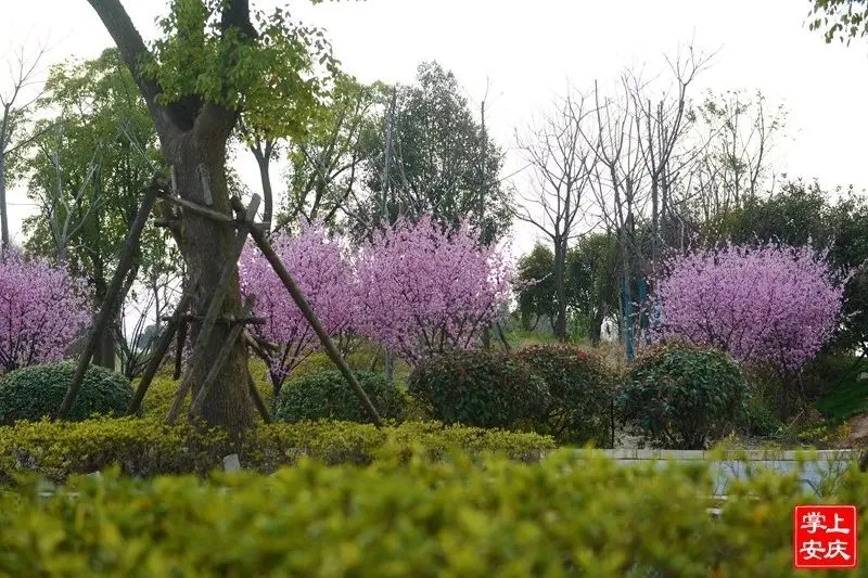 又是一年赏花季，这份安庆赏花攻略请收好！