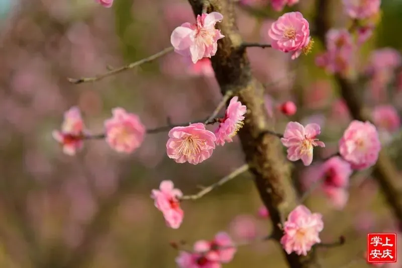 又是一年赏花季，这份安庆赏花攻略请收好！