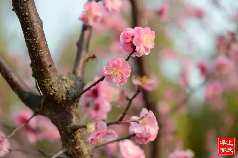 又是一年赏花季，这份安庆赏花攻略请收好！