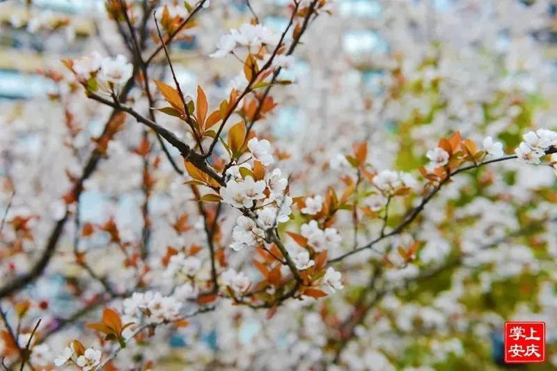 又是一年赏花季，这份安庆赏花攻略请收好！