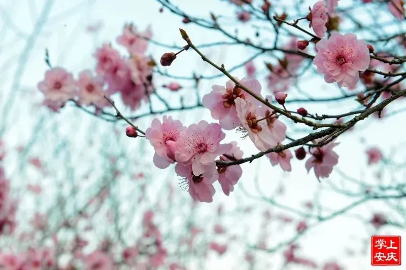 又是一年赏花季，这份安庆赏花攻略请收好！