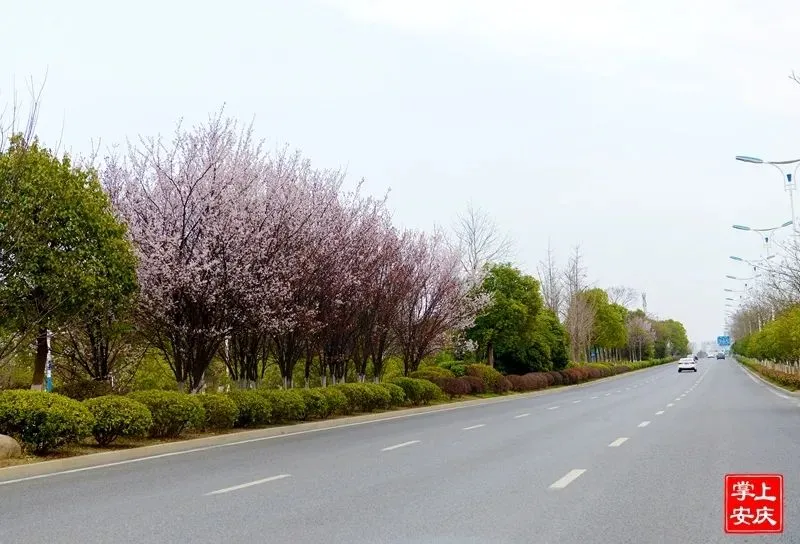 又是一年赏花季，这份安庆赏花攻略请收好！