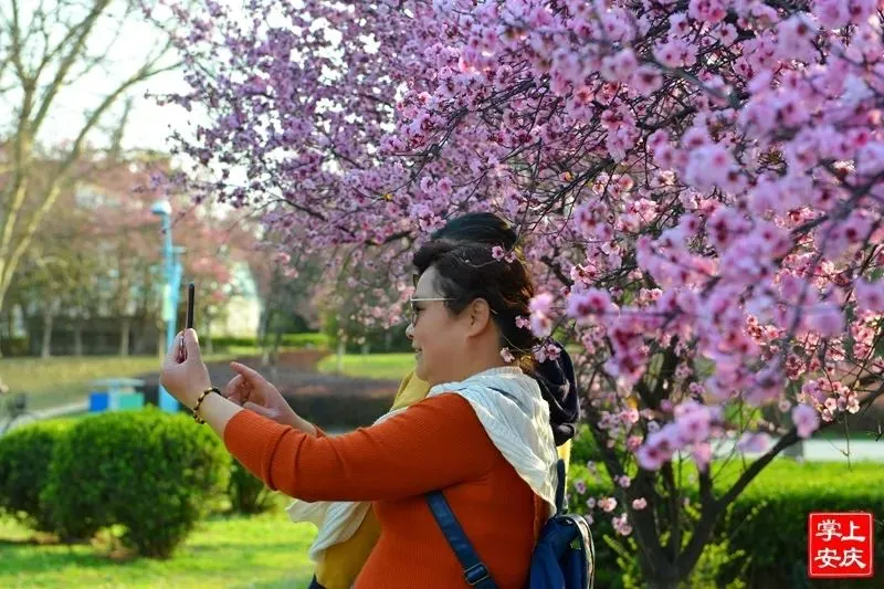 又是一年赏花季，这份安庆赏花攻略请收好！