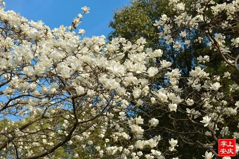 又是一年赏花季，这份安庆赏花攻略请收好！