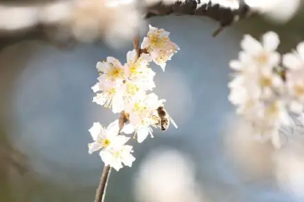 藏不住了！这里的樱花开了！