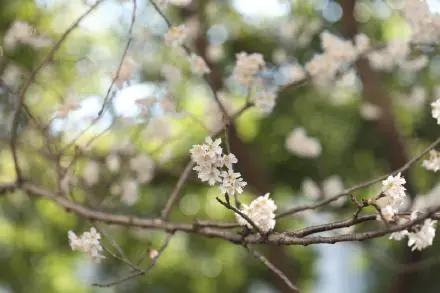 藏不住了！这里的樱花开了！