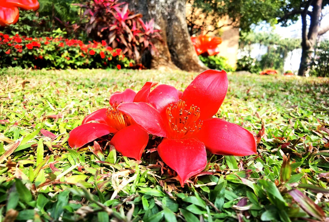 350岁的木棉树开花了！在广州30年代标志性建筑旁，红如火！