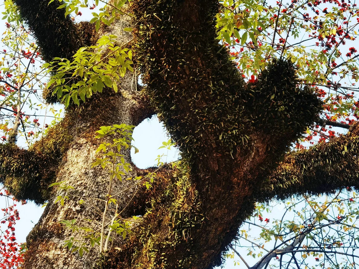 350岁的木棉树开花了！在广州30年代标志性建筑旁，红如火！