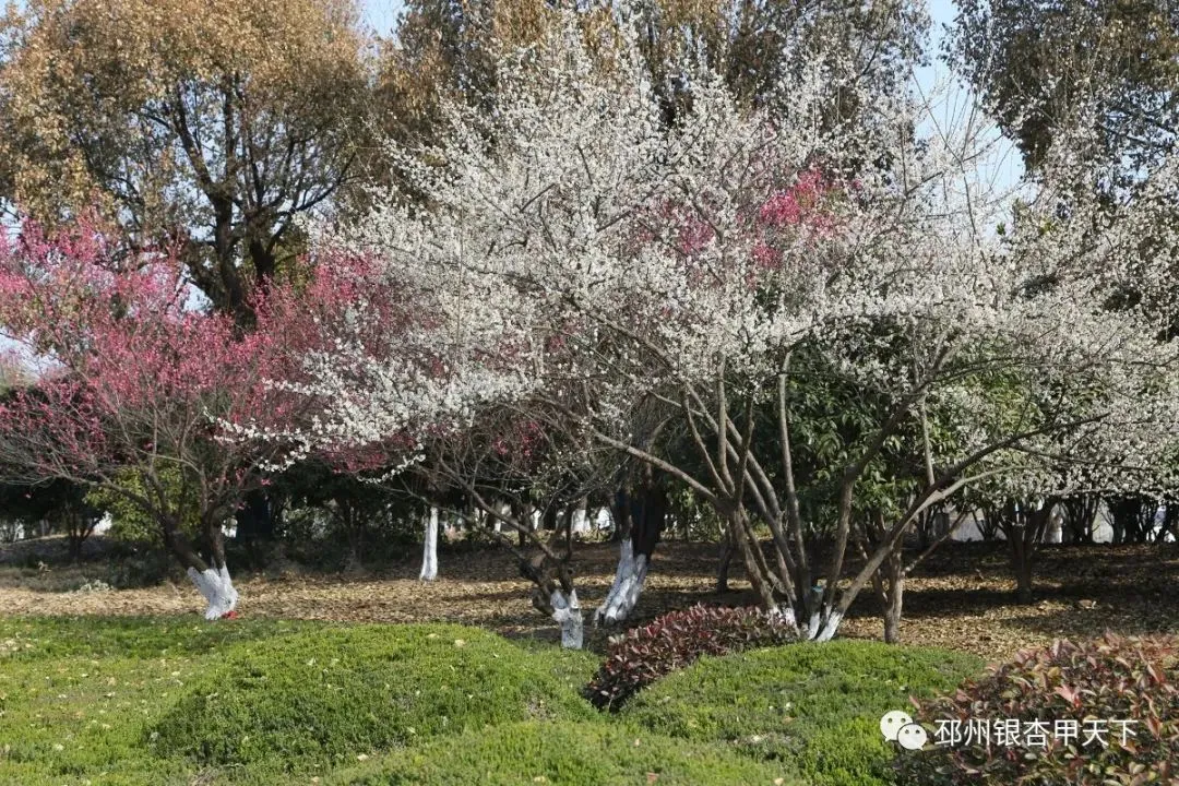 踏青正当时！邳州开启“全城赏花”模式！