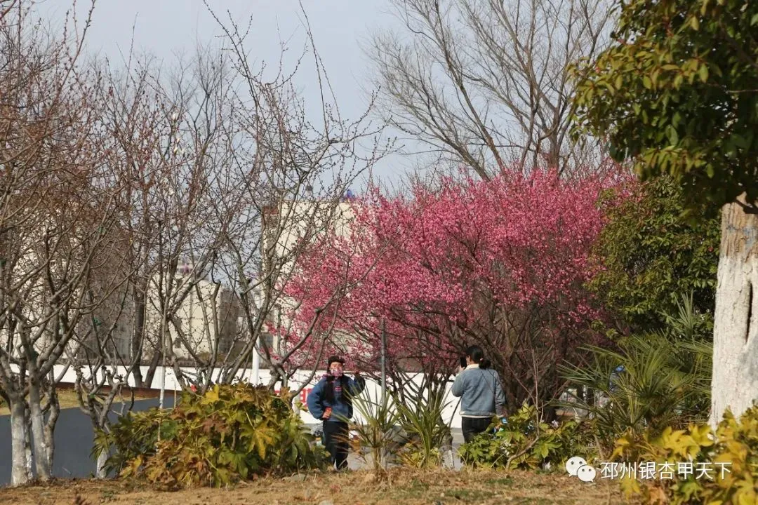 踏青正当时！邳州开启“全城赏花”模式！