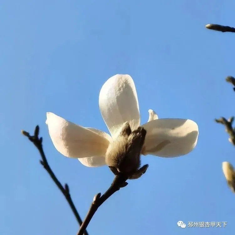 踏青正当时！邳州开启“全城赏花”模式！