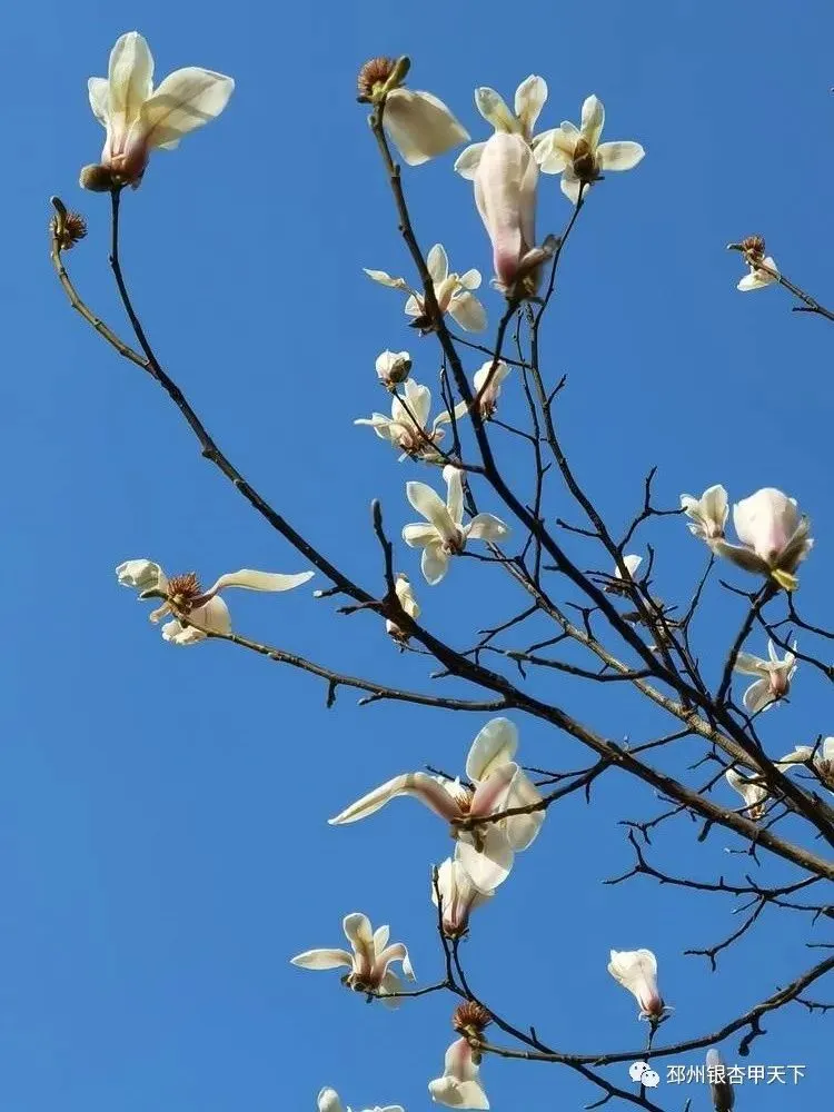 踏青正当时！邳州开启“全城赏花”模式！